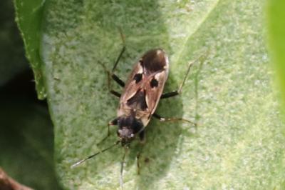 Rhyparochromus vulgaris