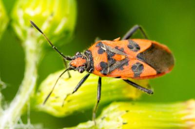 Corizus hyoscyami