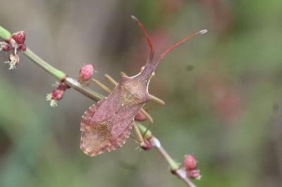 Haploprocta sulcicornis