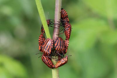 Graphosoma italicum