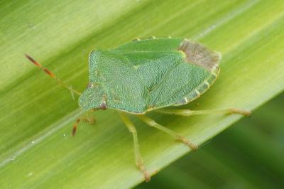 Palomena prasina