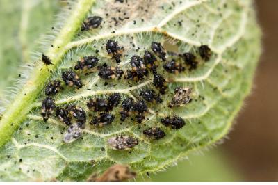 Dictyla humuli
