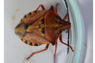 Carpocoris mediterraneus atlanticus