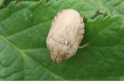 Eurygaster maura
