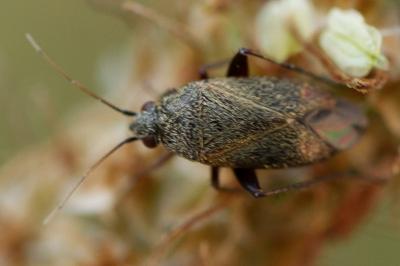 Lepidargyrus ancorifer