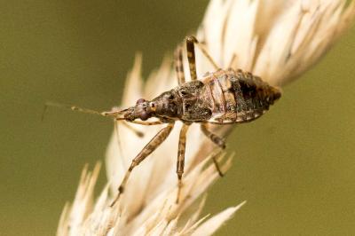 Himacerus apterus