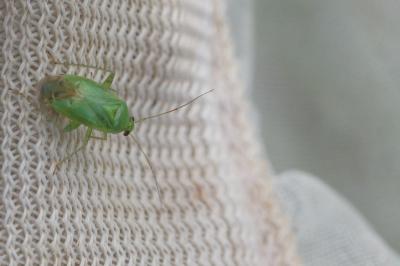 Apolygus spinolae