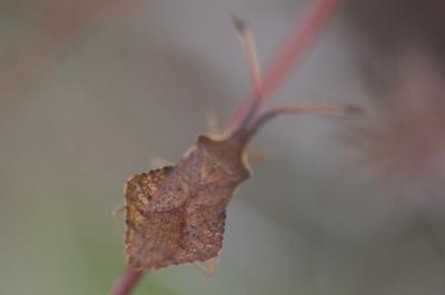 Syromastus rhombeus