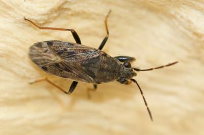 Peritrechus gracilicornis