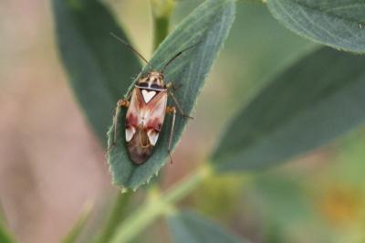 Lygus pratensis