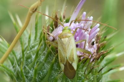 Adelphocoris lineolatus