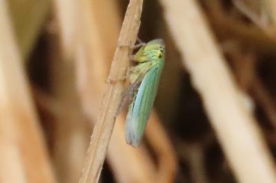 Cicadella viridis