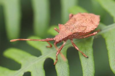 Coreus marginatus