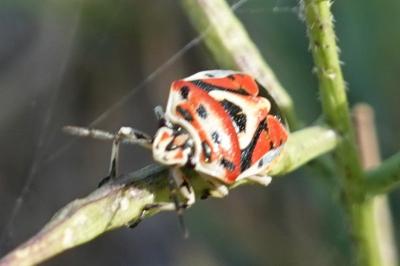 Eurydema ornata