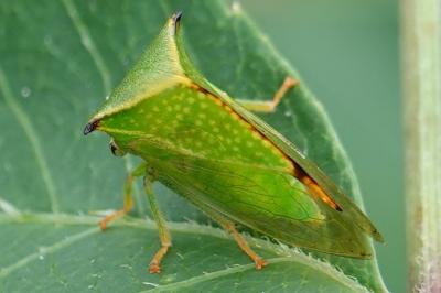 Stictocephala alta
