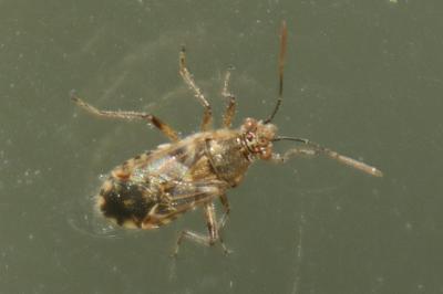 Liorhyssus hyalinus