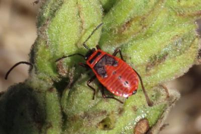 Pyrrhocoris apterus