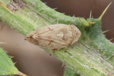 Philaenus spumarius