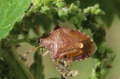 Peribalus strictus