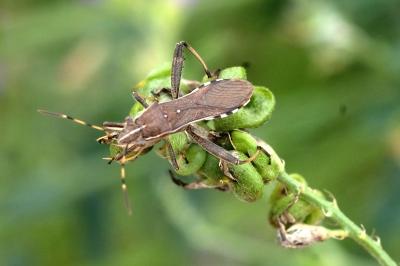 Camptopus lateralis