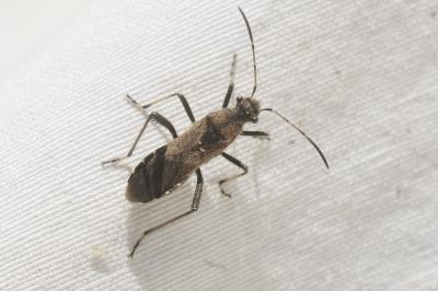Alydus calcaratus
