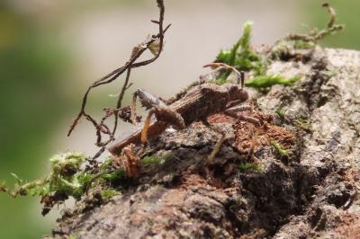 Camptopus lateralis