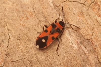 Horvathiolus superbus