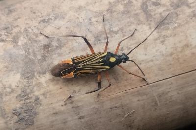 Miris striatus