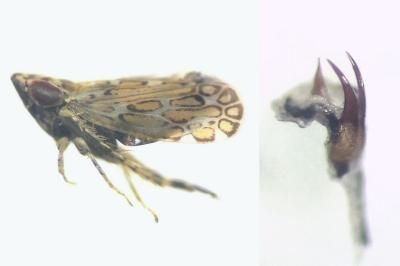 <i>Jassargus obtusivalvis</i>