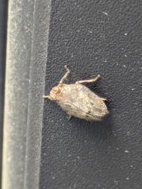 <i>Issus coleoptratus</i>