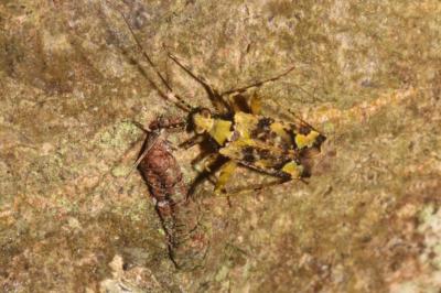 Phytocoris tiliae