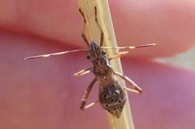 <i>Camptopus lateralis</i>