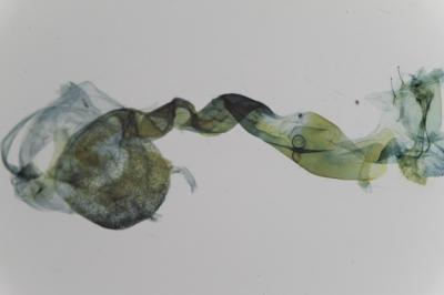 Genitalia d’une femelle de Idaea deversaria