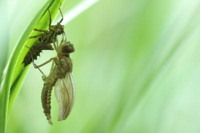 Émergence d'une Épithèque bimaculée (Epitheca bimaculata)