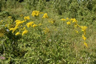Solidago canadensis ou Soligado gigantea ?