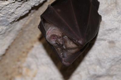 Grand rhinolophe