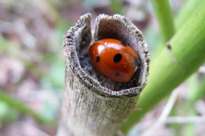 Coccinella sp. 