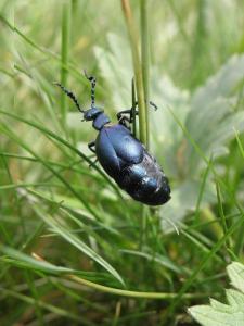 Meloe sp. femelle