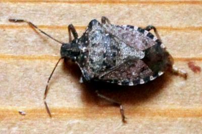 Halyomorpha halys , Chateauroux 18/03/2020