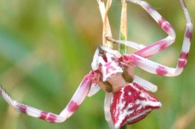 thomisus onustus (Thomise replet)
